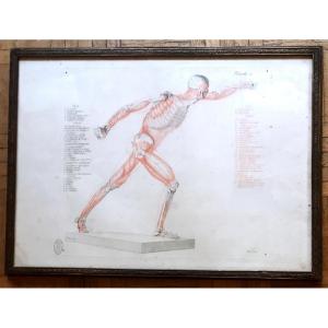 Jean-galbert Salvage (1770-1813) Anatomy Of The Fighting Gladiator XVIII Century N ° 2