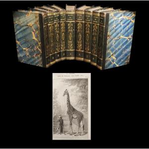 [bindings Zoology Ornithology] Buffon - Complete Works. Complete. 269 Plates.
