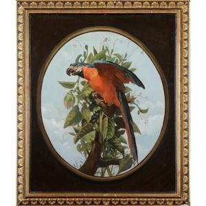 19th-century French School, Follower Of Oudry - Blue Macaw On The Branch - Oil