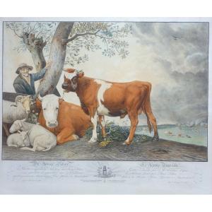 Alexandre Liernur (1769-1815), The Young Bull, After Paul Potter, Enhanced Etching