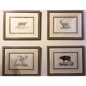 Four Large Animal Engravings