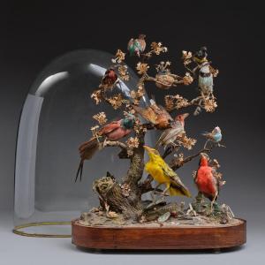 Glass Dome Slideshow Of Various Protected Birds Circa 1850 - 19th Century France 