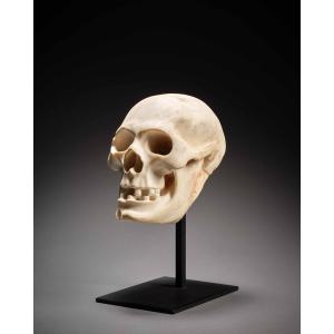 Memento Mori Marble Skull Italy 17th Century