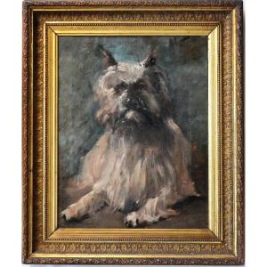 Portrait Of A Cairn Terrier Dog.