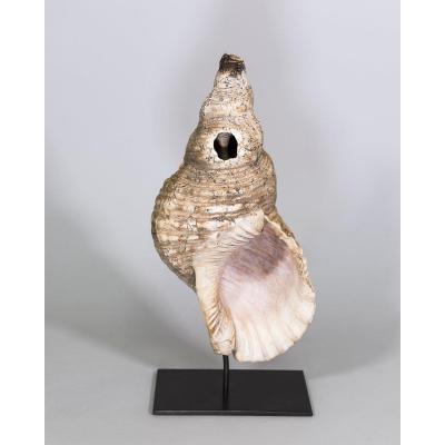 Trumpet Conch