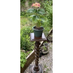 Torso Column In Carved Natural Wood, 19th Century