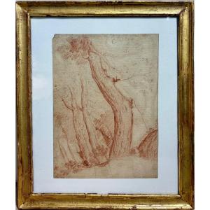 Pierre Henri De Valenciennes (1750-1819), Attributed To, Portrait Of Trees, Red Chalk, 18th Century