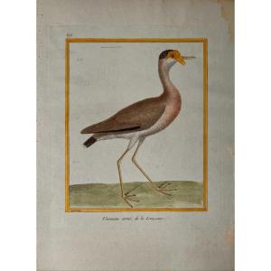 Engraving By François Nicolas Martinet: Louisiana Armed Lapwing
