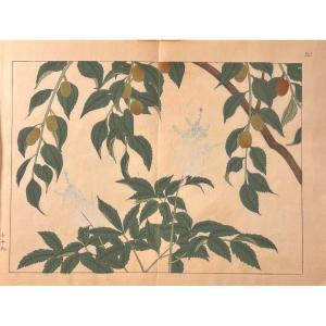 Japanese Print Of Flowers From Tssais: Shiki No Hana