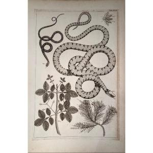 18th Century Engraving By Seba: Snakes