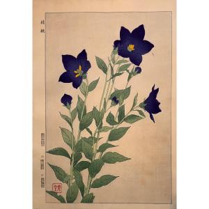 Japanese Print By Shodo: September, Campanula Or Kikyo