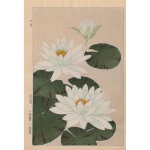 Japanese Woodblock Print By Shodo: July, Lotus, Suiren