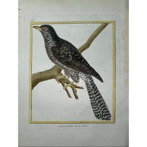 18th-century Color Etching By Martinet: Spotted Chinese Cuckoo