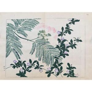 Japanese Print By Tessai: Shiki No Hana, Silk Tree Or Constantinople Acacia, Jasmine