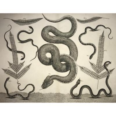 Engraving Snakes Of Locupletissimi Rerum Naturalium Thesaurus After Albert Seba