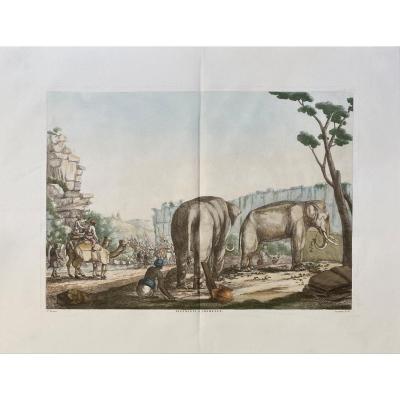 Etching Debut XIXth From Solvyns: Elephants And Camels