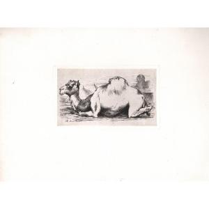 Etching By Lançon : Dromedary