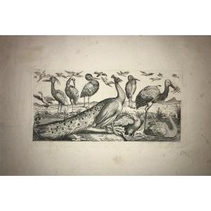 XVIIth Century Print By Le Roy: Birds