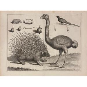 18th Century Engraving By Seba: Hedgehog And Ostrich