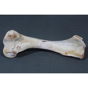 Fossilized Hippopotamus Humerus - Origin: Mainx En Charente (france)
