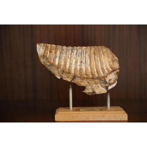 Fossilized Mammoth Tooth - From Holland, Pleistocene