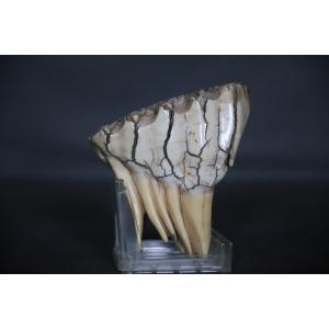 Mastodon Or Prehistoric Pachyderm Tooth In Remarkable Condition