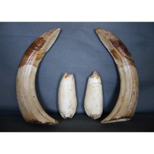 Hippopotamus Tooth Trophy