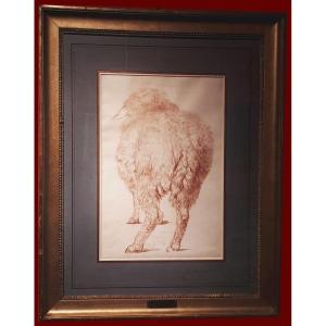 Sabatelli Luigi (1772-1850) Attr. To, "sheep Seen From Behind" Drawing/red Chalk, Frame 19th