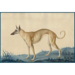 Huet Nicolas II The Younger (1770-1830) Attributed To "a Greyhound" Watercolor, Annotated, Dated, Frame 19th
