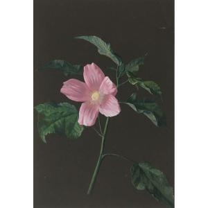 French School Early 19th Century "flower" Drawing In Gouache On Prepared Paper