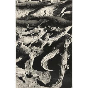Gian Paolo Barbieri - Crocodile Farm, Madagascar - Silver Print - Circa 1990