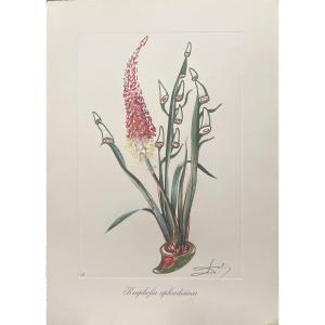 Salvador Dali - Kniphofia, From The Surrealist Flowers Series - Lithograph - 1972