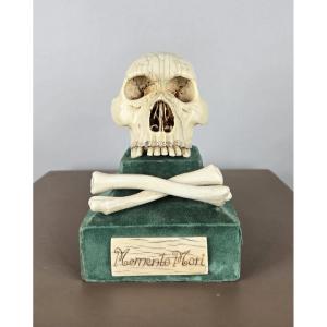 Ivory Skull, Memento Mori, Circa 17th 