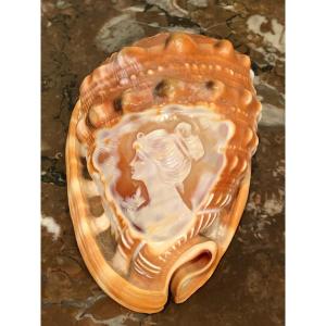 Marine Curiosity: Cameo Profile Of A Woman Engraved On Shell Late 19th Century