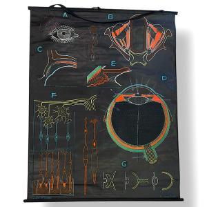 School Poster On Ophthalmology - The Eye - P. Sougy - Dr. Auzoux - Mid-20th Century - Dated 1954
