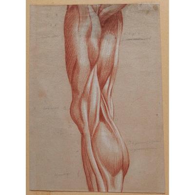 French School, Late 18th Century, Study Of The Muscles Of The Leg, Drawing