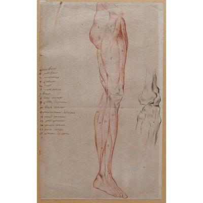 French School, Late 18th Century, Study Of The Muscles Of The Leg, Drawing