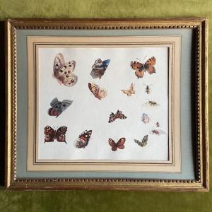 French School, 19th Century, Study Of Butterflies And Beetles, Gouache And Watercolor, Framed 