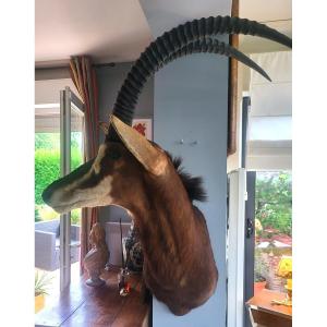Antelope (hippotragus Niger), Taxidermy Hunting Trophy