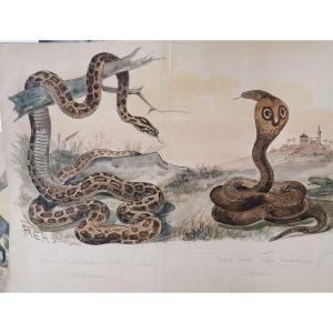 Animal Watercolor, Representing Snakes.
