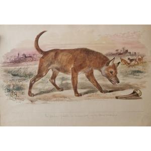 Animal Watercolor Representing Bush Dogs