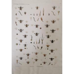 Description De l'Egypte Hyménopteres Par Savigny