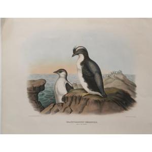 Brachyrampus Temmwcki