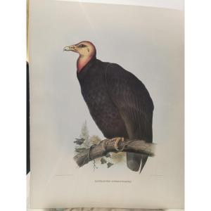 Cathartres Burravianus