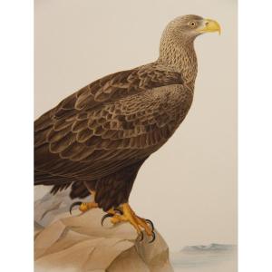2 Eagle Color Lithographs