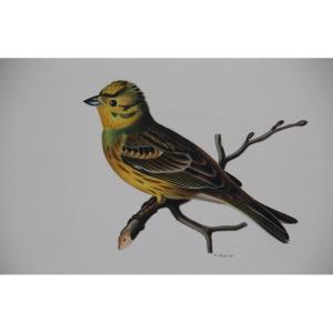 4 Lithographs In Colors Birds
