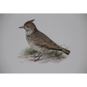 4 Lithographs In Colors Birds