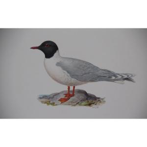 4 Lithographs In Colors Birds