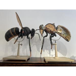 Pair Of Didactic Honey-bees In "écorché".