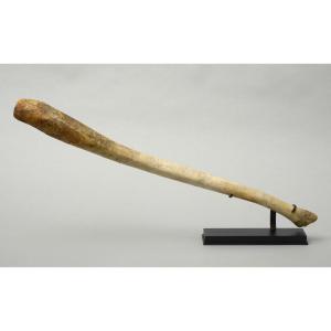 Penis Bone Of A Walrus